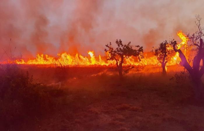 Un incendio doloso ha colpito la riserva naturale WWF Le Cesine a Lecce – .