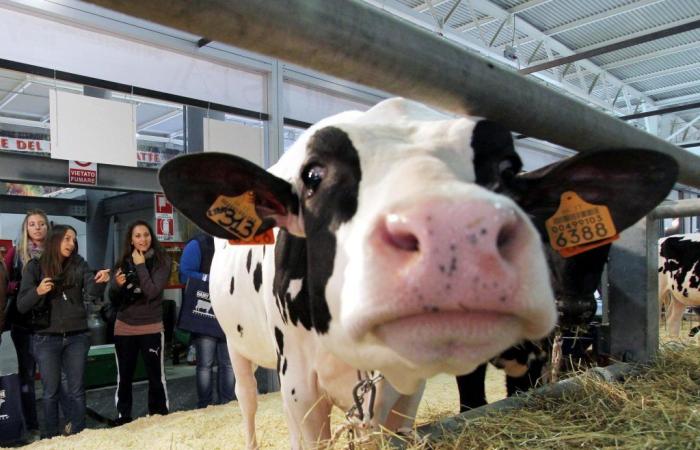 Crolla il consumo di latte e formaggio nei paesi OCSE – .