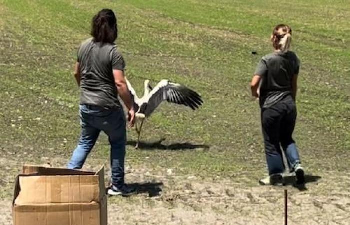 Cicogna ferita da arma da fuoco curata a Magenta e liberata nel Parco del Ticino – .