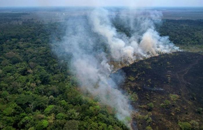 Brasile, aumento record degli incendi in Amazzonia nella prima metà del 2024 – .