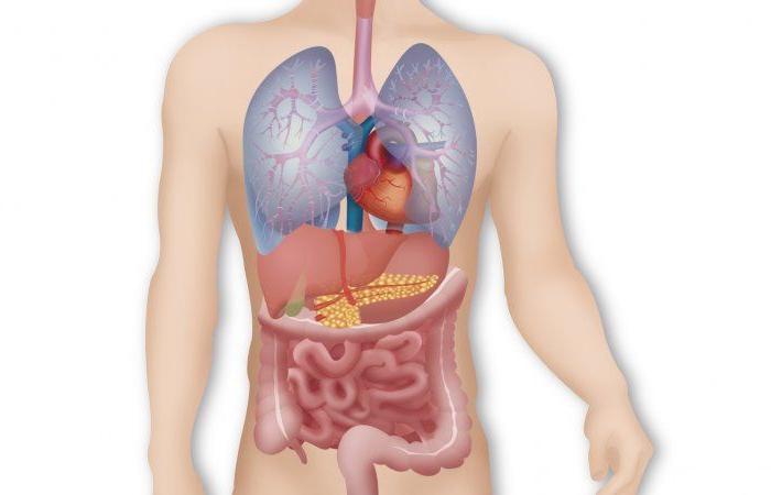 L’infezione da periciti provoca trombosi e peggiora l’insufficienza respiratoria – Scienza – .