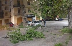 Battipaglia. Paura ieri sera nel parcheggio davanti al liceo Medi per la caduta di un grosso ramo di un albero (vedi foto)