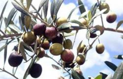La formazione di composti volatili nell’olio extravergine di oliva dovuti alla maturazione del frutto – .