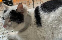 Un gatto con un tubo stretto al collo è stato salvato dal Prato Lav – .