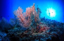 “Ridurre lo stress sulle barriere coralline e le emissioni di gas serra” – .