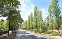Il Comune di Ravenna ha dovuto abbattere 62 pioppi di cipresso in Viale Galilei – .
