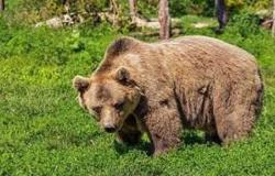 Il Governo non contesta la “Legge sull’uccisione degli orsi” del Trentino, preoccupati gli animalisti. – BGS News – Buongiorno Alto Adige