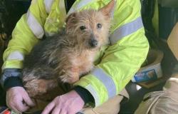 Dopo essere intervenuto in un incidente, un pompiere adotta il cane trovato vicino al suo proprietario morto.