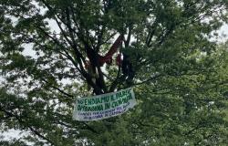 Gli ecoattivisti si arrampicano sugli alberi a Busto Arsizio per fermare il cantiere e ottenere un nuovo stop – .