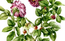 Mostra ‘Rosa fragrans. Disegni e acquerelli di Aurora Tazza’ al Museo della Grafica – .
