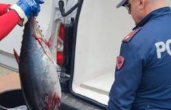 Tonno rosso e pesce spada in pessime condizioni sono stati rinvenuti in un furgone diretto a Palermo – .