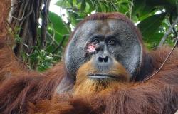 cos’è la “diplomazia dell’orango” – La Voce di New York