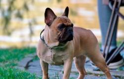 Rimini, ha tentato di rubare due cuccioli di bulldog francese da un condominio, condannato a un anno – .