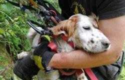 Cucciolo di setter inglese cade da un dirupo, dopo un volo di 100 metri. Salvato dopo 4 giorni dai Vigili del Fuoco di Caserta – .