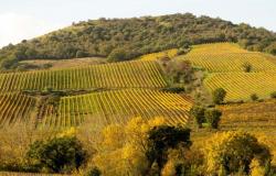 8 tra i migliori vini della Maremma Toscana sotto i 20 euro scelti dal Gambero Rosso – .