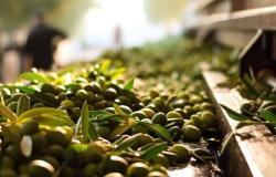 L’olio extravergine d’oliva europeo è in crisi. Ecco come il Sud America può salvarci – .