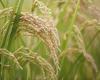 Come funziona e in quale regione verrà effettuata la prima sperimentazione italiana di nuovi “OGM” sul riso – .