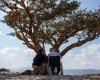 Gaetano Pesce in Oman, il suo ultimo viaggio tra gli alberi di Boswellia Sacra – .