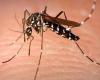 Caso dengue a Terni, febbre virale dopo viaggio in Brasile: parte la disinfestazione – .