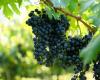 Il 22% delle superfici vitate in Italia sono bio, ma gli acquisti di vino non decollano – .