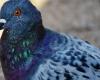 Attivisti animalisti, ecco il ricorso al Tar Piemonte per fermare la strage di piccioni – Torino News – .