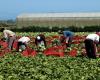 I lavoratori agricoli in Sicilia – Anno 2022 – I lavoratori agricoli in Sicilia – Anno 2022 – Politiche e Bioeconomia – .