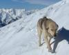 Un cane randagio segue uno sciatore e insieme compiono un’impresa in montagna – .