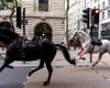 Due dei cavalli reali che erano fuggiti provocando il panico per le strade di Londra sono rimasti gravemente feriti – .