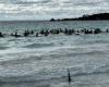 Australia, 140 balene spiaggiate vicino a Dunsborough. 28 cetacei morti, salvate gli altri – .