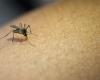 sintomi e cura della malattia portata da una zanzara ricomparsa in Italia – .