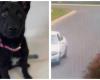 Lasciano il cucciolo nel parcheggio e lo abbandonano, il video straziante del cane che insegue l’auto – .
