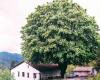 139 alberi monumentali di 58 specie in Liguria, un patrimonio da preservare – .