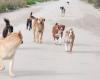 Sugli 800 cani catturati dopo la fuga in provincia di Varese, il bilancio della Prefettura – .