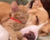 Ginger, il cane Pit Bull che si prende cura dei gatti orfani: “Ha un potere magico”