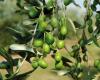 L’effetto dell’azoto e del potassio sulla crescita dell’olivo e sull’accumulo di olio – .