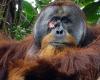 L’orango che si cura con le erbe della giungla: “Gli piacciono gli umani”