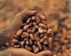 Cacao in preda alla volatilità – .