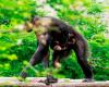 Tom, il cucciolo di scimpanzé, è nato al Ravenna Safari Park – .