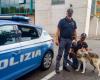 Grazie ad un post su Facebook hanno ritrovato il loro cane smarrito a Bologna ad Ancona, ha denunciato il ladro – .