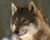 Una predazione su quattro avviene in Alpago. «Adesso basta lupo, dobbiamo sparare» – .
