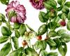 Mostra ‘Rosa fragrans. Disegni e acquerelli di Aurora Tazza’ al Museo della Grafica – .