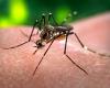 Quattro casi di virus Dengue in Umbria dopo viaggi all’estero, secondo l’Asl – .