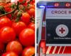colpa dei pomodorini forniti dal Ministero dell’Agricoltura – .