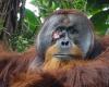 cos’è la “diplomazia dell’orango” – La Voce di New York