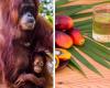 Regalare oranghi ai paesi che acquistano olio di palma, l’idea assurda della Malesia per salvaguardare la fauna selvatica – .