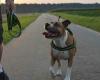 Salerno, blitz al parco di Pinocchio; due proprietari di cani sono stati multati per aver camminato senza guinzaglio – .