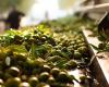 L’olio extravergine d’oliva europeo è in crisi. Ecco come il Sud America può salvarci – .