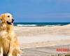A Torrette prende forma “Bau Beach”, un’area cani riservata agli amici a quattro zampe – .