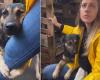 Brasile, il cane abbraccia la gamba del veterinario dopo il salvataggio: “Mi sono commosso”
