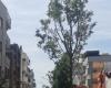 Nuovi alberi piantati in via Manzoni, piazza Zanardelli e via Matera – .